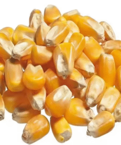 Yellow dry corn