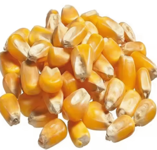 Yellow dry corn