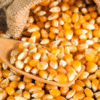 Yellow corn