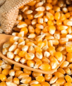 Yellow corn